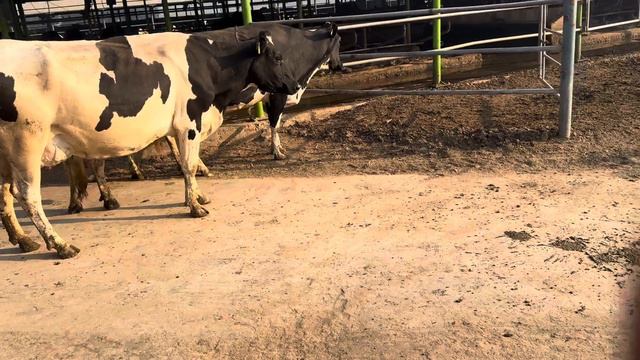 Ai protocol#farming #2024 #new #cow #animals #art #drama #mrbeast #daily#dailyvlog#humor#podcast смотреть онлайн