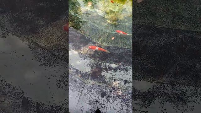 Золотые рыбки в парке Галицкого - Краснодар. смотреть онлайн