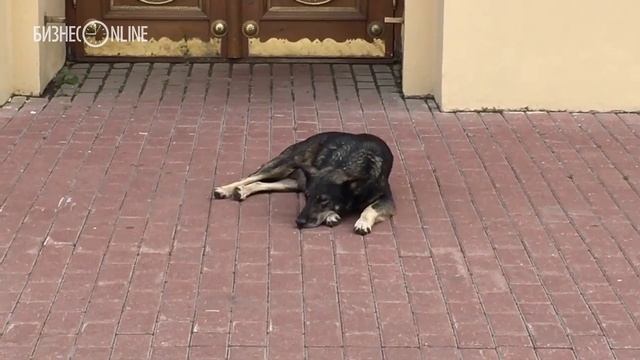 Стая бродячих собак гуляет по центру Казани смотреть онлайн