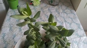 Садовые цветы : ЭУСТОМА . Зимует в квартире
