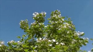 Ой, калина    Народный мой любимый ансамбль 'Калина'  Самара  Велика Россия, а 'Калина' одна!