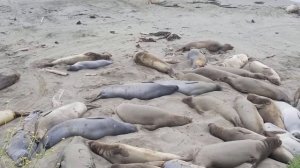 Elephant seals in California Морские слоны- такие неуклюжие, но такие забавные