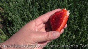 ГЕНРИ клубника просто космос