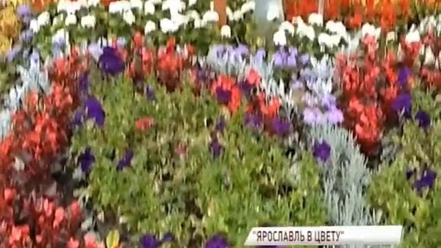 На площади Труда ярославцы заметили крокодила Гену и Чебурашку смотреть онлайн