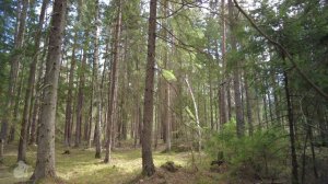 woodland 4k #russia #dji #forest #nature