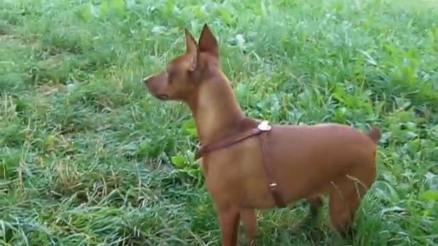 Цвергпинчер Золотинка Дель Айленд на прогулке. смотреть онлайн