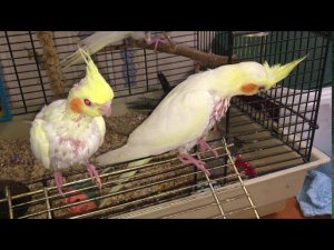 Все о нимфа Корелла, содержание, уход, мой опыт.