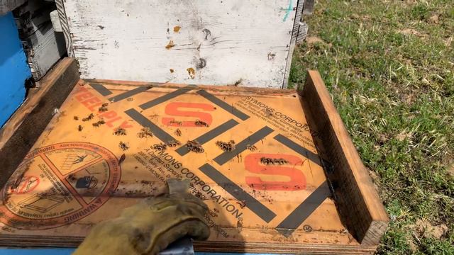 Слабые семьи и маточники на март 26 смотреть онлайн