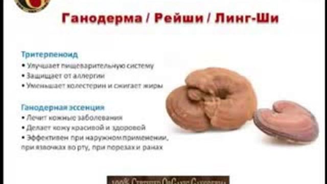 Ганодерма - гриб бессмертия продукция компании ORGANO GOLD