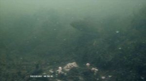 Ловля ротана зимой со льда на силикон. Зимний джиг или даже Микроджиг против блесны и мяса. Перед Н