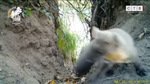 Фотоловушки в Бузулукском бору фиксируют разнообразие местной фауны