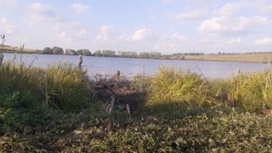 рыбалка на карпа#ловля карпа#рыбалка в башкирии#