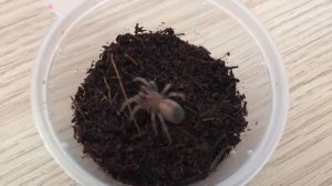 Паук птицеед кормление. Часть 2