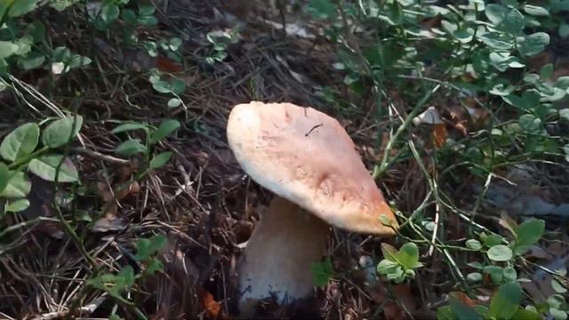 Я в лес, а леса нет (смотреть до конца) смотреть онлайн