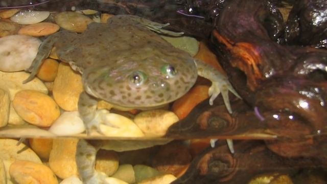 Странные Животные, в Существование Которых Сложно Поверить