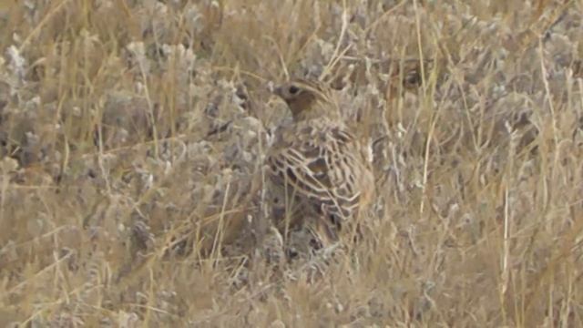 ПОЛЕВОЙ ЖАВОРОНОК ОСЕНЬЮ смотреть онлайн
