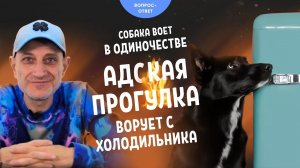 Воет в одиночестве, адская прогулка, ворует с холодильника
