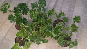 Листья тюльпановидной пеларгонии. Что с ними?