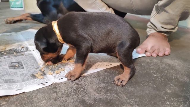 How to Introduce Dry Food to Puppies? | Doberman Puppies Manual Feeding | 3 Week Old Puppies смотреть онлайн