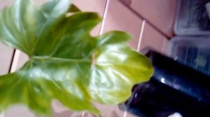 Филодендрон Т 31 вариегата