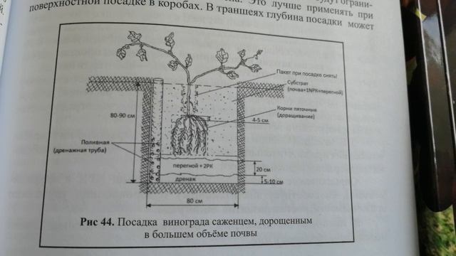 Уникальное практическое пособие для тех, кто выращивает виноград в Сибири и средней полосе России.