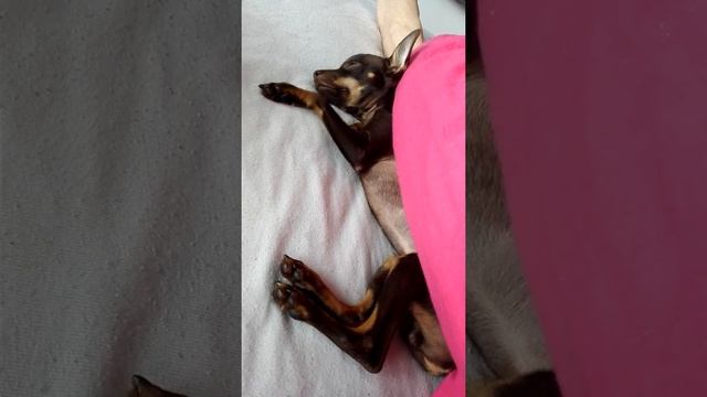 Той терьеру снится плохой сон смотреть онлайн