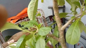 Pruning of Adansonia Digitata Baobab Bonsai