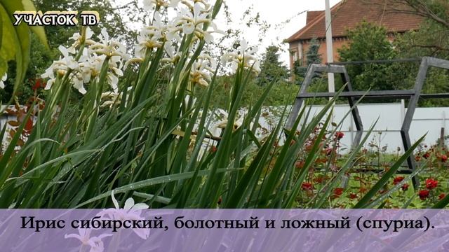 РАСТЕНИЯ ДЛЯ ПРУДА - Оформление Пруда Растениями - Растения Водоема смотреть онлайн