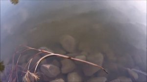 BIG Urban BASS on FLUKES - Papago Ponds