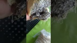 Эноки|сбор урожая