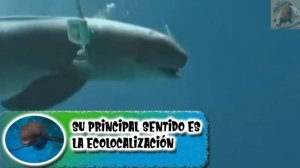 marsopa sin aleta: El panda del agua  - documental de animales salvajes