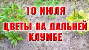 10 июля. Цветы на дальней клумбе