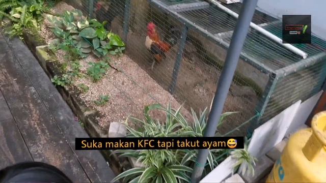 VLog: World of Phalaenopsis, Ulu Yam смотреть онлайн