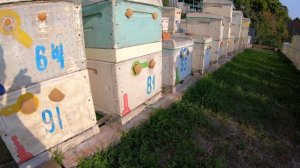 Изоляция маток на 60 дней. Результаты и выводы . 15.10.21г.