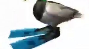 утка крутится под битбокс 1 час