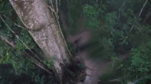 Тропический ливень в джунглях | Эквадор