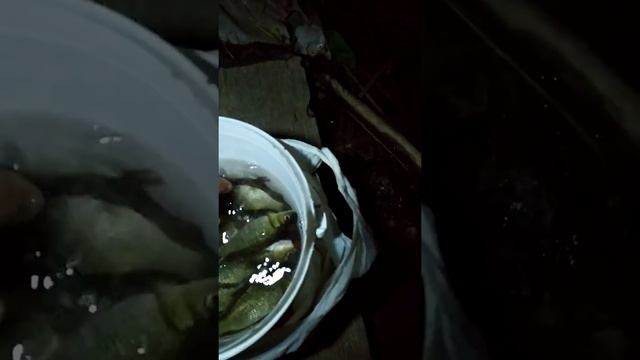 Зарыбление городского пруда смотреть онлайн