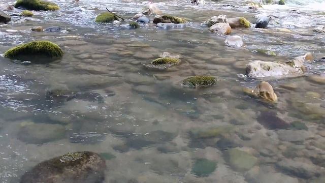 Абхазия. Река Юпшара. Радужная форель на струе смотреть онлайн