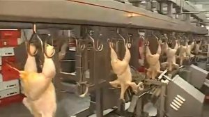 Линия разделки курицы