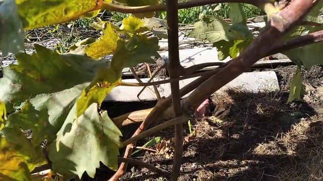 Пробуем сохранить урожай винограда/ Виноградарство/Дача и пасека на ВолгеWe save grapes