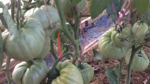 Обзор Коллекционных Сортов Гигантских Томатов2021. Любителям Русского Размера посвящается!