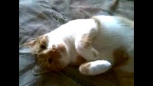 Кот Ричард чихает и мурлыкает.   16.10.2011.