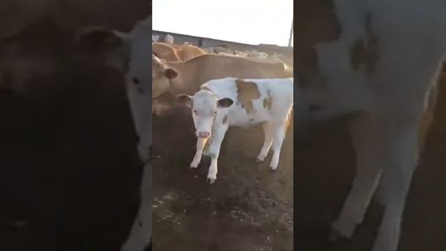 Телки Продажа 35 голов.Порода Симменталы. Экспорт из России. смотреть онлайн