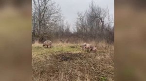 Стельмаховка декабрь 2022 года