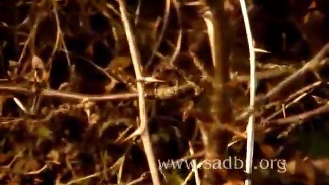 Крыжовник - обрезка и уход. Уроки Николая Рабушко. Обрезка деревьев и кустарников. Видеоурок. смотреть онлайн