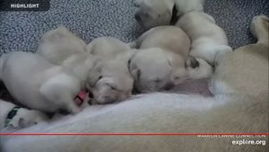 Щенки сосут молоко у Мамы.Какая Милота