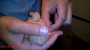 Кольцевание голубей. | Правила кольцевания