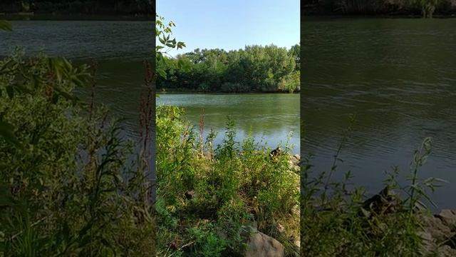 ПЕНИЕ ПТИЦ НА БЕРЕГУ ДОНА И У КАНАЛА VID 20210724 084130 смотреть онлайн