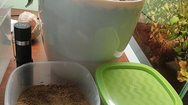 Что же с ними случилось?... Не кормил все рыбок 4 дня!!! смотреть онлайн