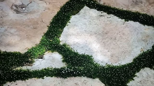 Мшанка.Ирландский мох. смотреть онлайн